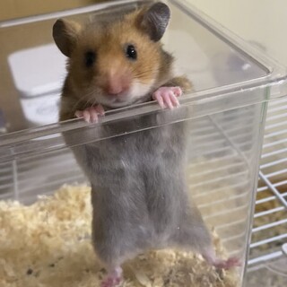 2023年1月22日生ゴールデンハムスター♂1頭