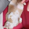  猫 ちょもちゃん(11歳男の子)  サムネイル5