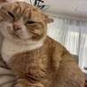  猫 ちょもちゃん(11歳男の子)  サムネイル7