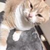  猫 ちょもちゃん(11歳男の子)  サムネイル3