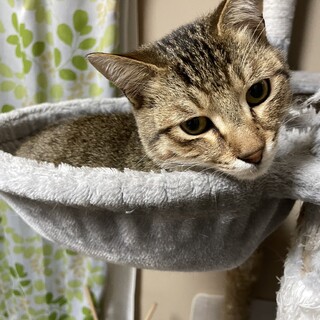 素敵な家族が見つかりました☆ライム君