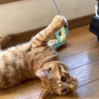 素敵な家族がみつかりました☆あずま君