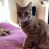 素敵な家族がみつかりました☆あずま君 サムネイル2