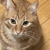 素敵な家族がみつかりました☆あずま君 サムネイル3