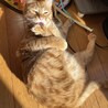 素敵な家族がみつかりました☆あずま君 サムネイル4