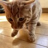 素敵な家族がみつかりました☆あずま君 サムネイル5
