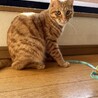 素敵な家族がみつかりました☆あずま君 サムネイル6