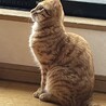 素敵な家族がみつかりました☆あずま君 サムネイル7