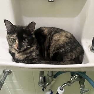 母猫さんとはぐれたさみしがり屋の子猫ちゃん☆