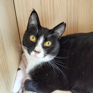 【1/18譲渡会】靴下にゃんこのタビちゃん