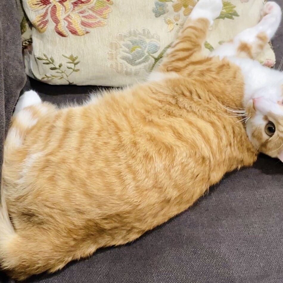 こむぎのカバー写真