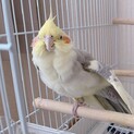 オカメ　男の子