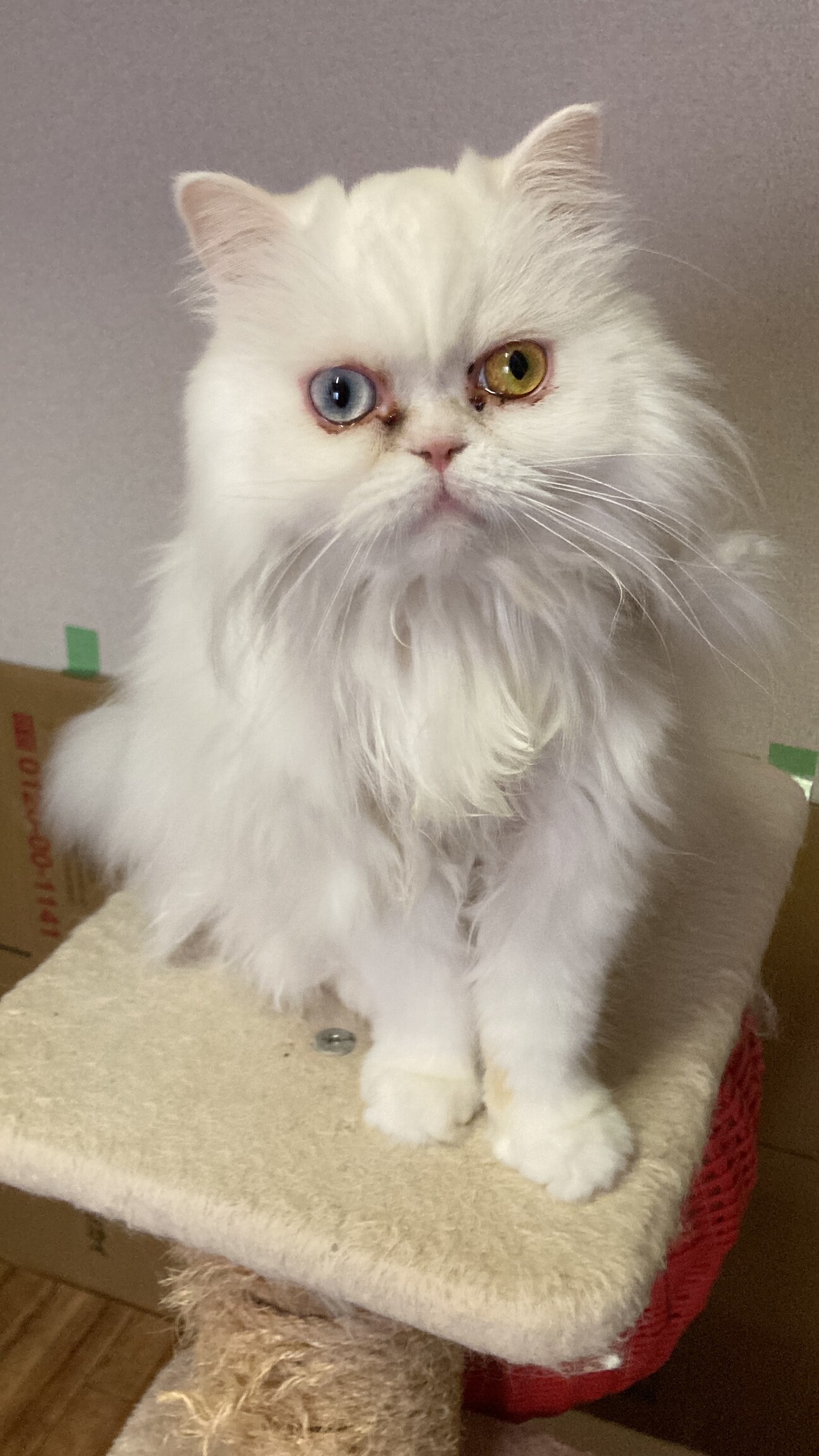 オッドアイの白猫ペルシャ」茨城県 - 猫の里親募集(449343) :: ペット