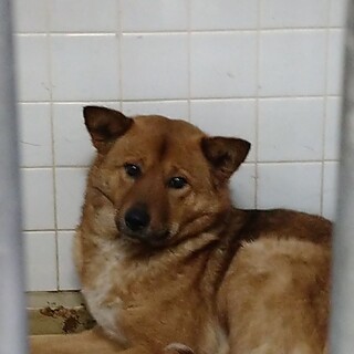 殺処分対象　明日までです