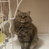 頭突き強め、なでなで大好き、長毛女子たぬこちゃん サムネイル3