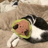 ！トライアル中！優しくて穏やかなゴマちゃん サムネイル4