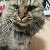 頭突き強め、なでなで大好き、長毛女子たぬこちゃん サムネイル6