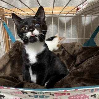 キャラクターみたいな靴下にゃんこ♥️