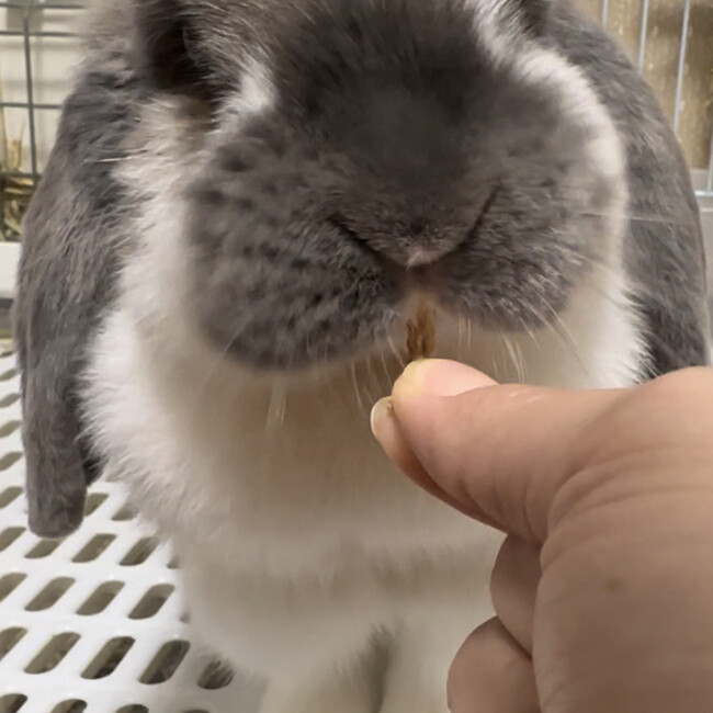saii_ccのカバー写真