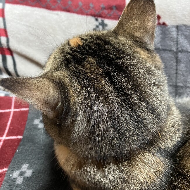 ウルタルのカバー写真