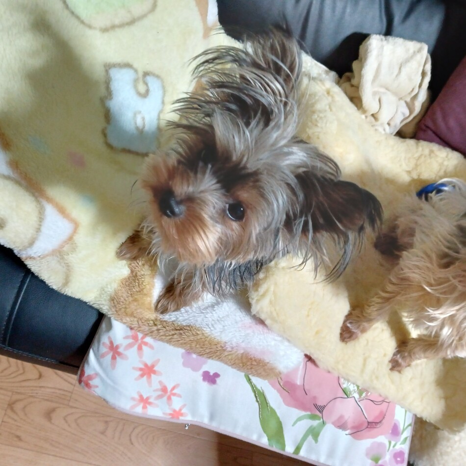 もものカバー写真