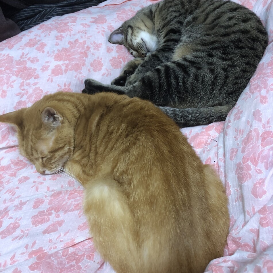 みぃのカバー写真