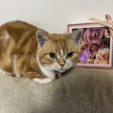 8歳です