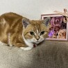 8歳です