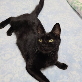 トライアル中　黒猫オリーブ♀
