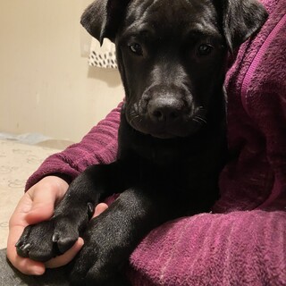 元気いっぱいのリズちゃん素敵なご縁を待っています！