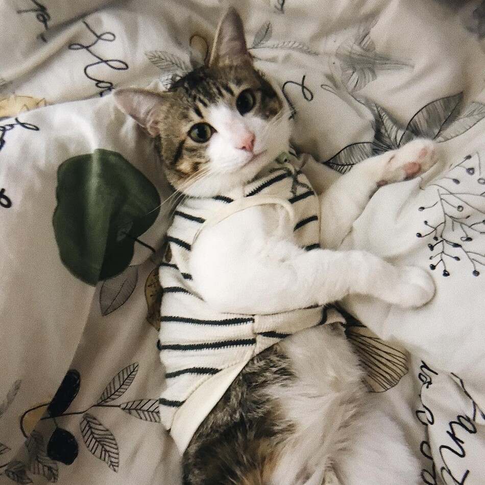 ももたのカバー写真