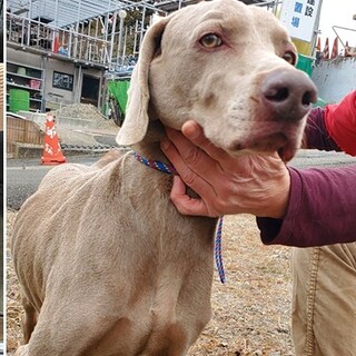 ワイマラナー雄10歳