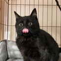 6か月くらい耳毛が白い黒猫子猫のもちクロくん