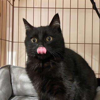 6か月くらい耳毛が白い黒猫子猫のもちクロくん