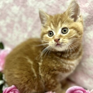 C22-M1168　元気一杯レッドタビースコ仔猫♪