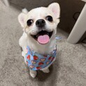 チワワ 元気いっぱいの1歳