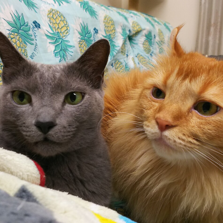 むぎのカバー写真