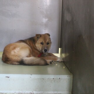 【仮名 楓くん】こわがりさんな性格です