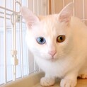 真っ白の美人さん♡オッドアイ