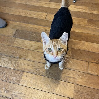 積極的で人にもワンちゃん猫ちゃんにも懐っこい子猫