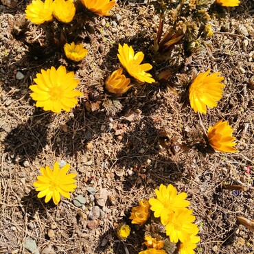 今日は16℃(⁠☉⁠｡⁠☉⁠)⁠!満開の福寿草✾　私は風邪っぴきでなかなか皆さんにコメント出来ずm(_ _)m