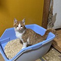 甘えんぼさんです