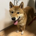 柴犬 2-3歳 おっとり優しい空太くん