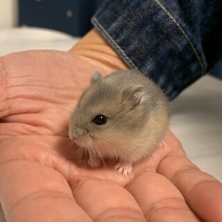 ジャンガリアンハムスター　1/28生まれ　5匹