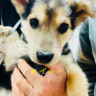 河川敷4兄弟　サブローくん