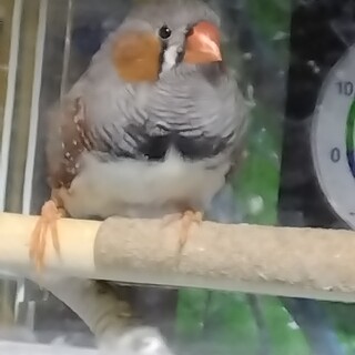 キンカチョウ　オス