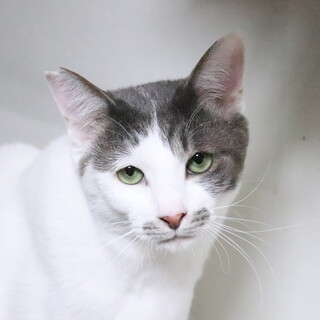 グレー✕白のモフモフボーイ☆めざし