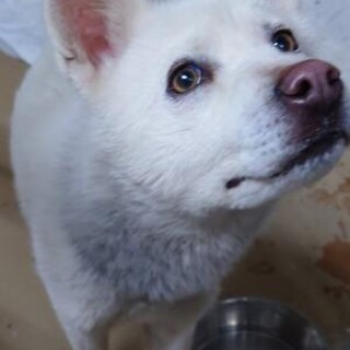 元飼い犬のようです。収容期限3月8日朝迄