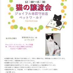 保護猫譲渡会☆ジョイフル本田守谷店3/5