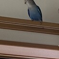 コザクラインコ可愛がってくださる方